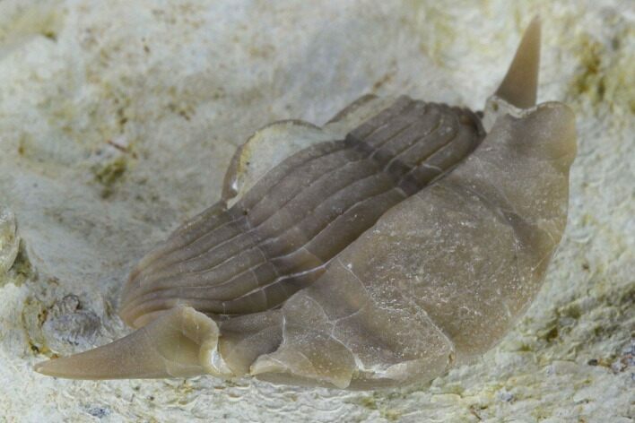 Bargain, Wide Thaleops Trilobite From Wisconsin #115085